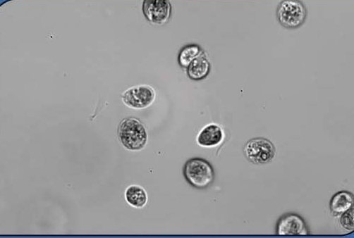 Biomédecine - observation cellulaire